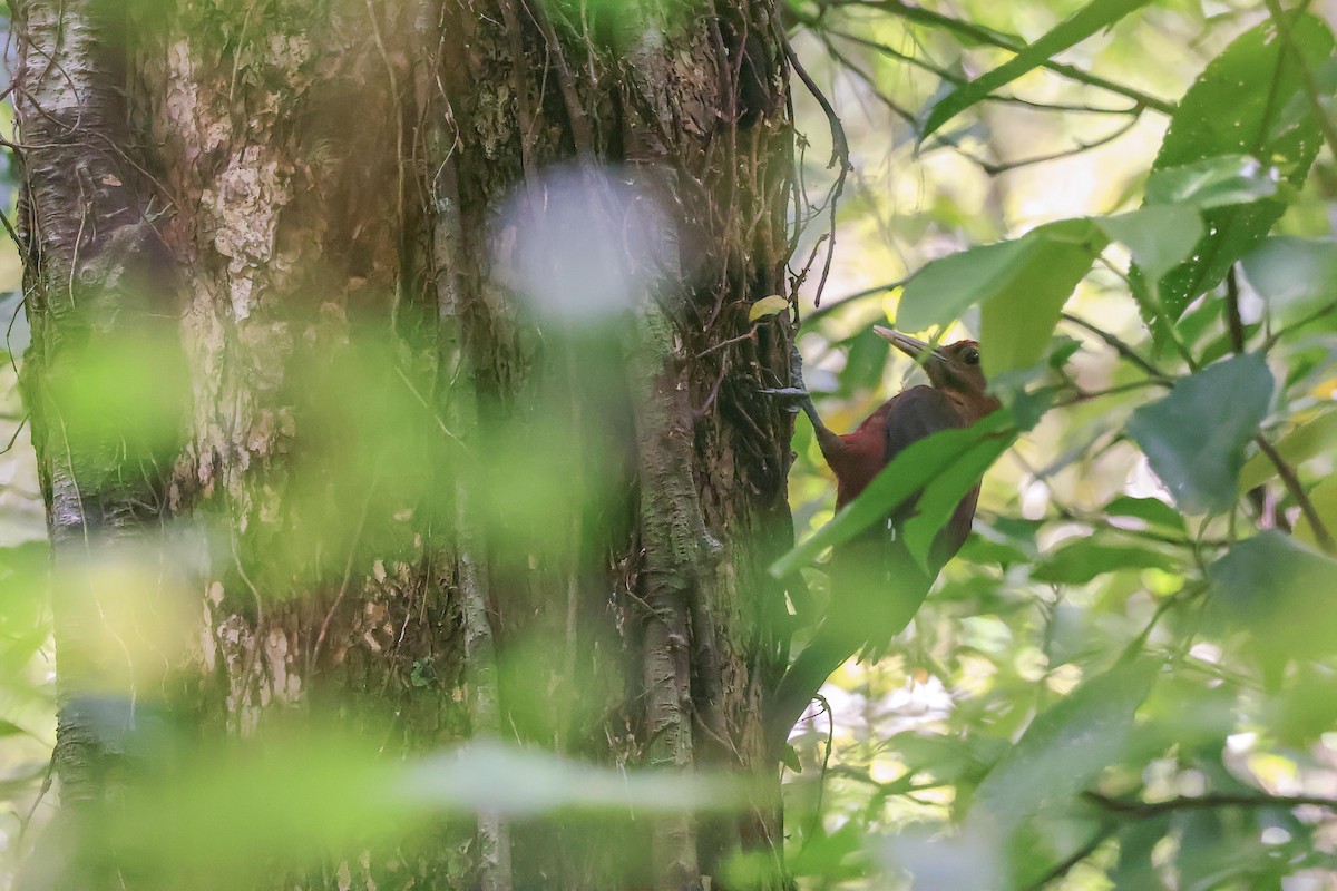 Okinawa Woodpecker - Ying ZHOU