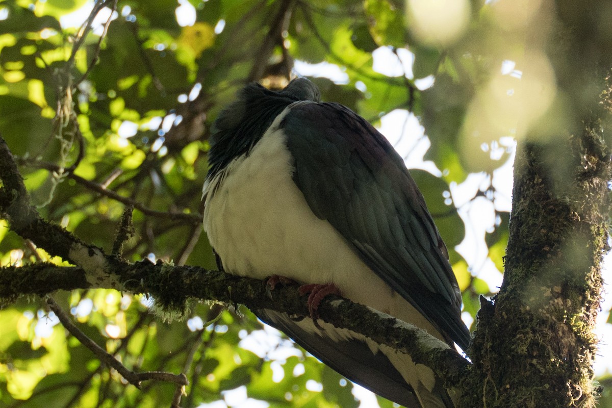 New Zealand Pigeon - ML617463431