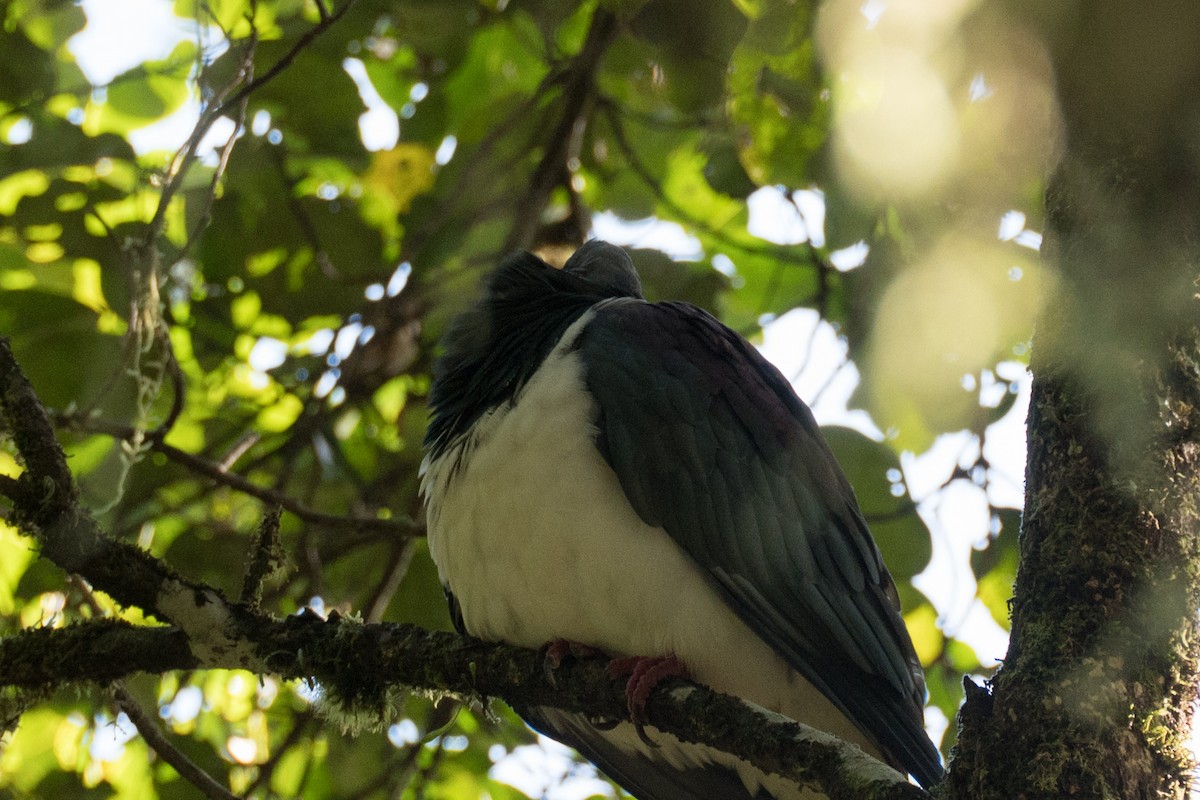 New Zealand Pigeon - ML617463432