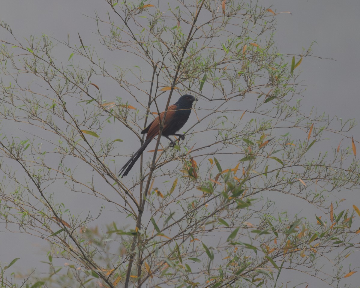Greater Coucal (Greater) - ML617463435