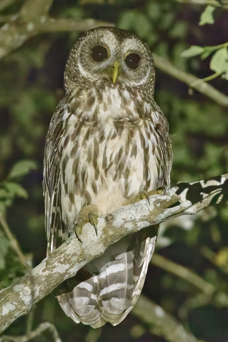 Mottled Owl - ML617463444