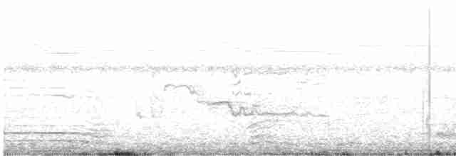 Karayip Islıkçı Ördeği - ML617463449