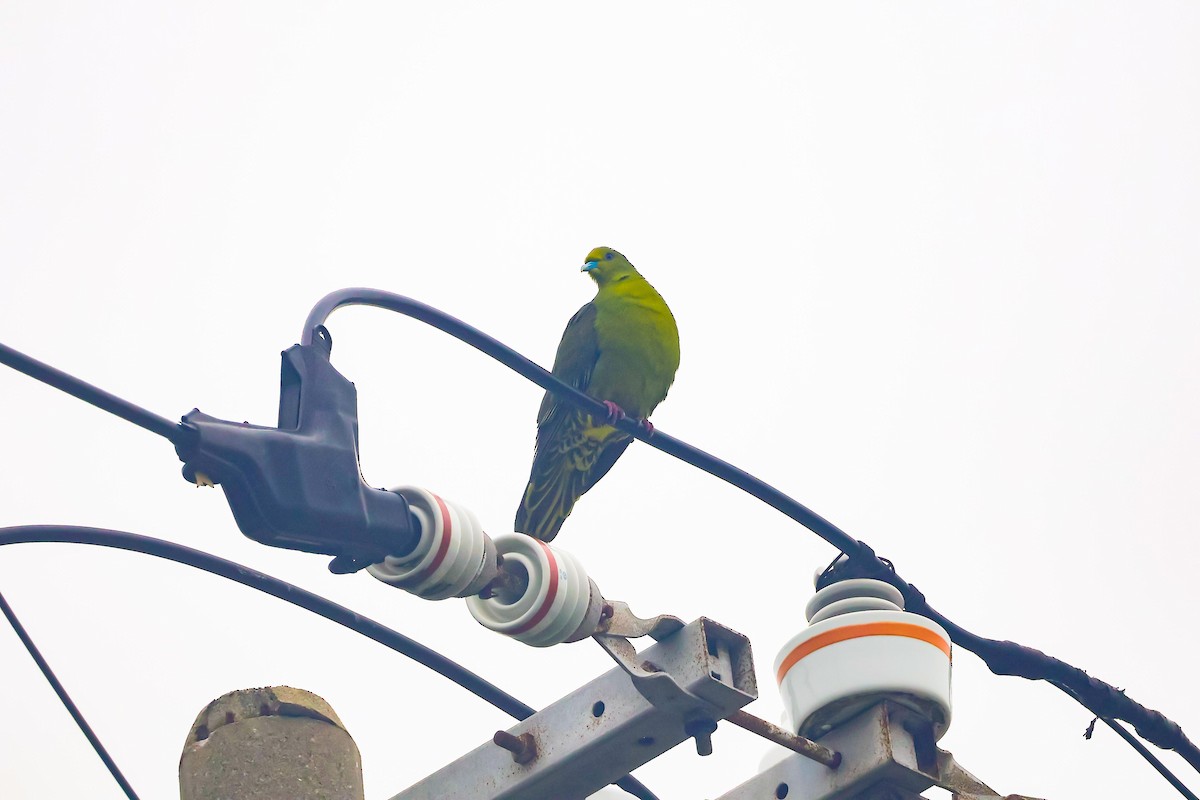 Whistling Green-Pigeon (Ryukyu) - Ying ZHOU