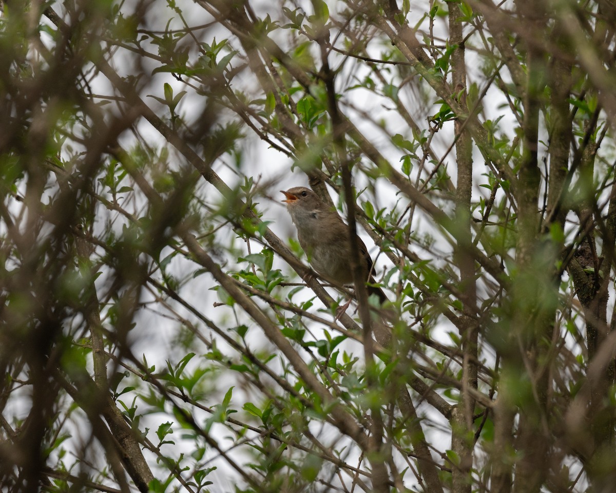 Brownish-flanked Bush Warbler (Brownish-flanked) - ML617463512