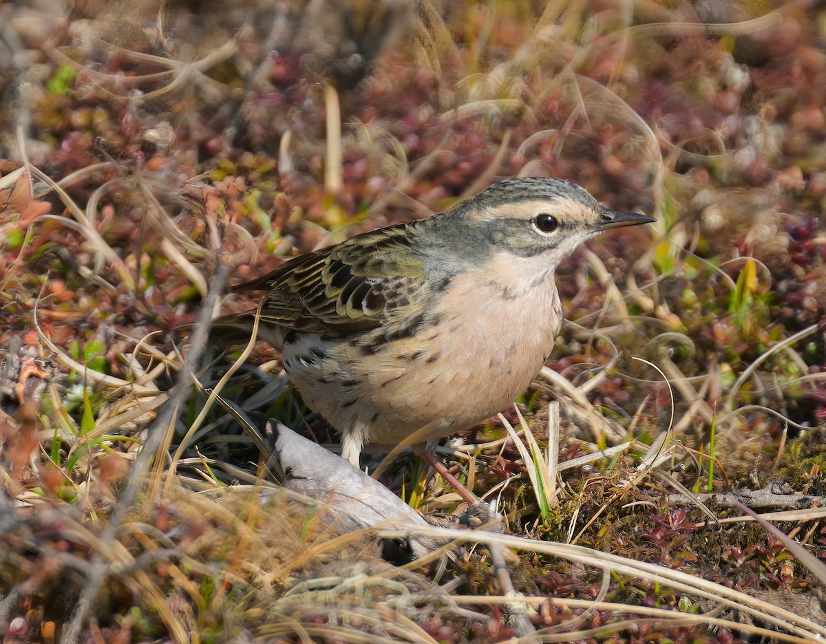 Rosy Pipit - ML617463522