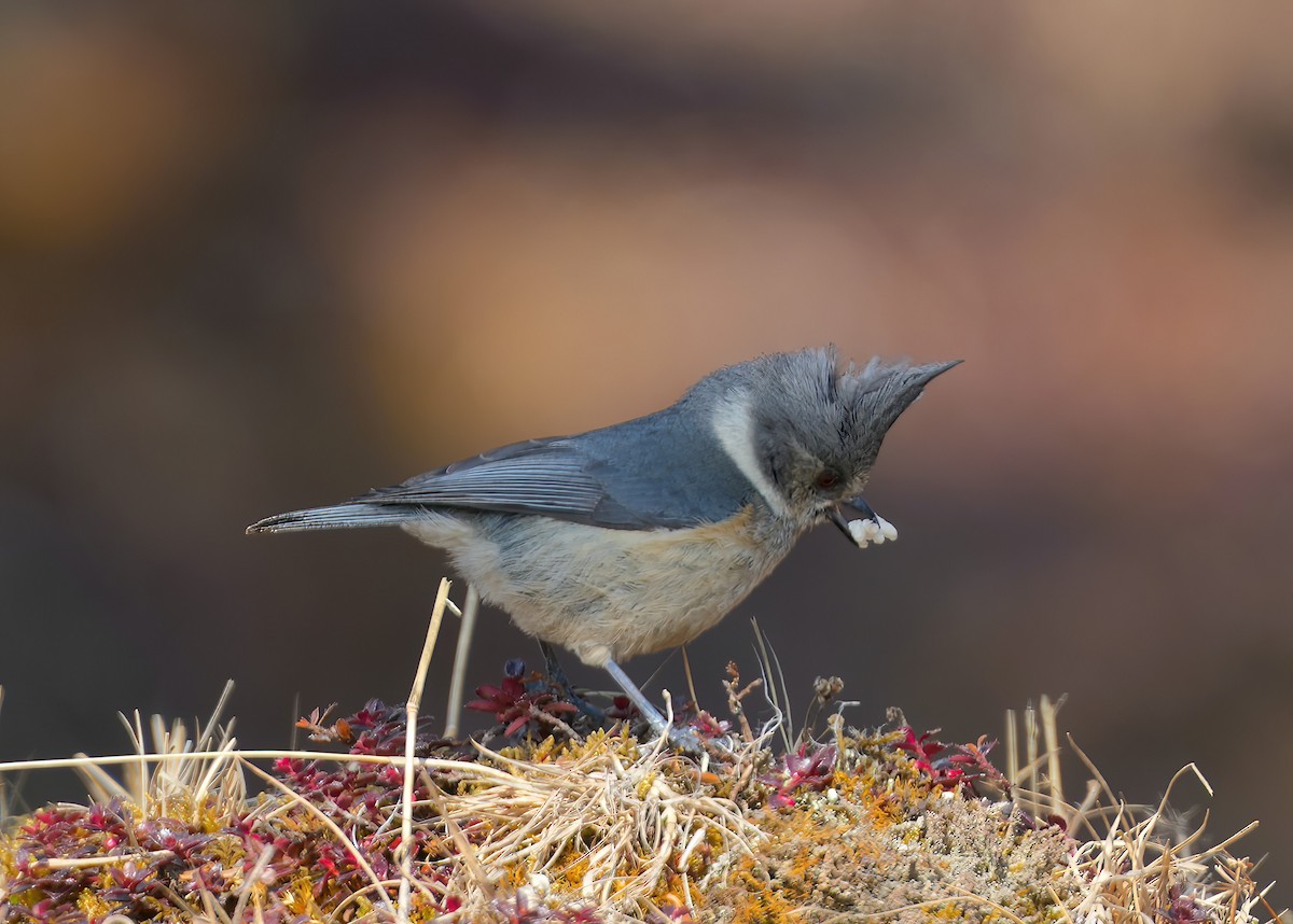 Gray-crested Tit - ML617463528