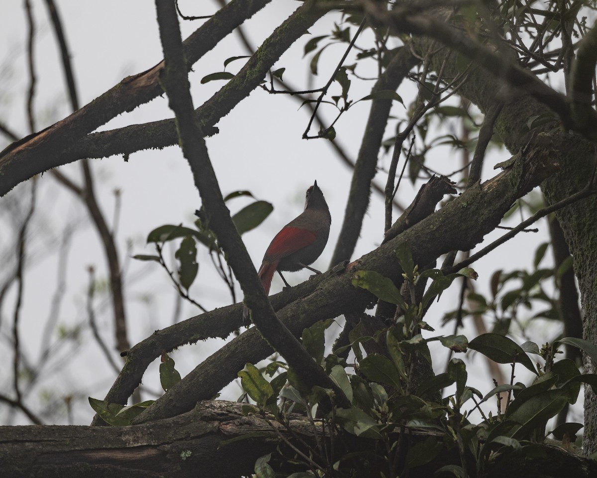 Red-tailed Laughingthrush - Linn sherwin