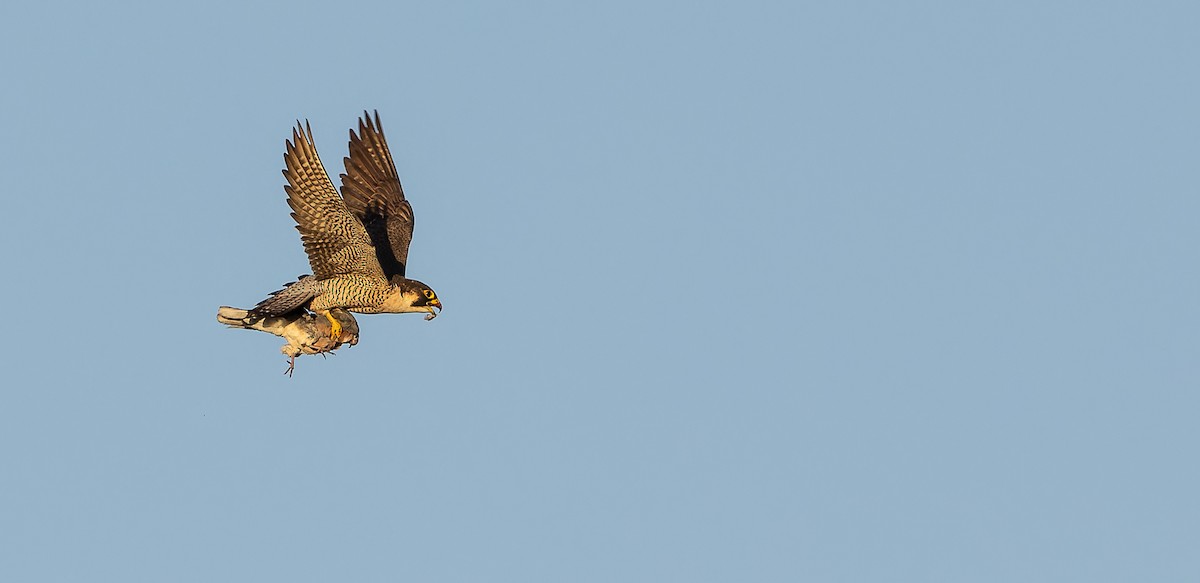 Peregrine Falcon (Barbary) - ML617463654