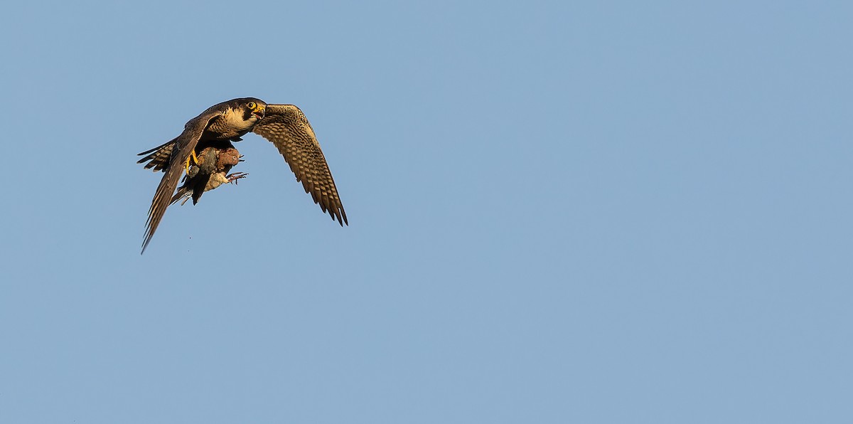 Peregrine Falcon (Barbary) - ML617463659