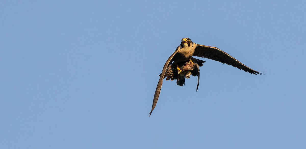 Peregrine Falcon (Barbary) - Friedemann Arndt