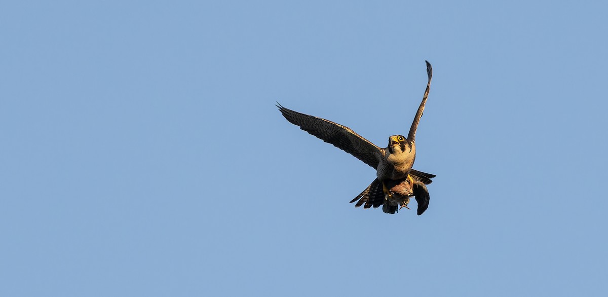 Peregrine Falcon (Barbary) - ML617463665