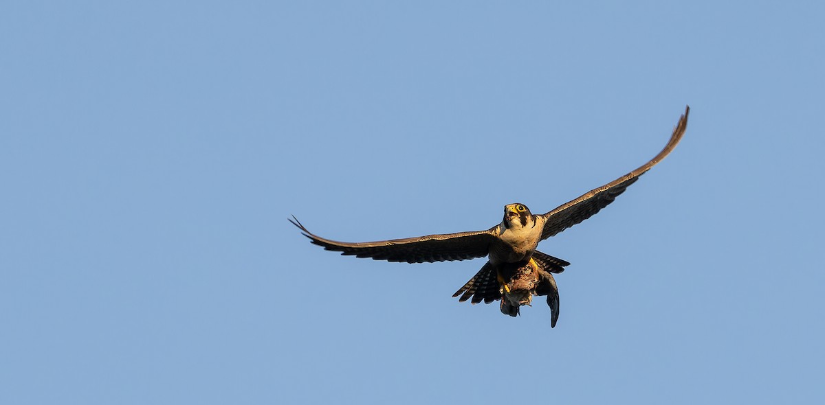 Peregrine Falcon (Barbary) - ML617463667