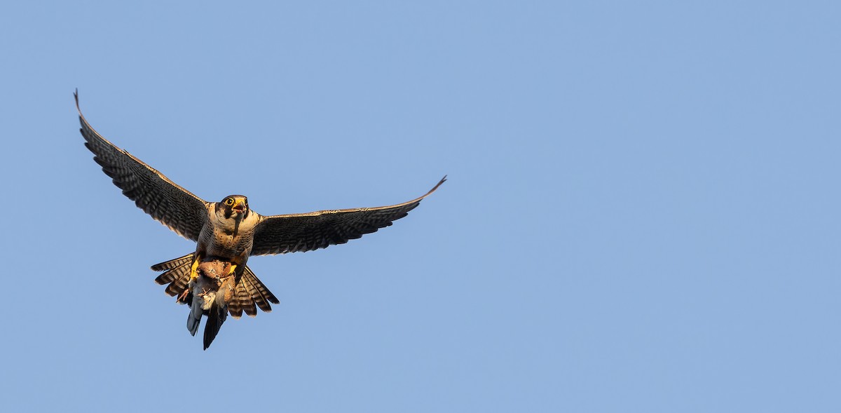 Peregrine Falcon (Barbary) - Friedemann Arndt