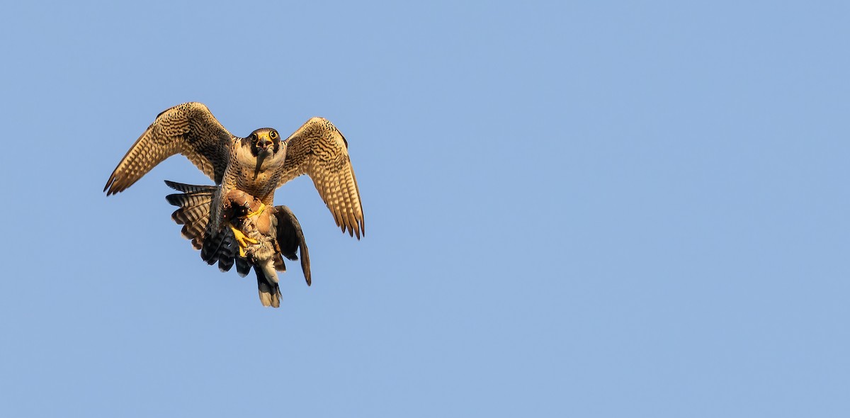 Peregrine Falcon (Barbary) - ML617463693