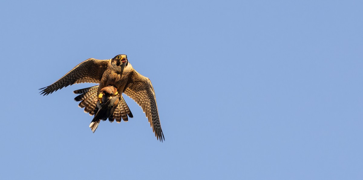 Peregrine Falcon (Barbary) - ML617463694