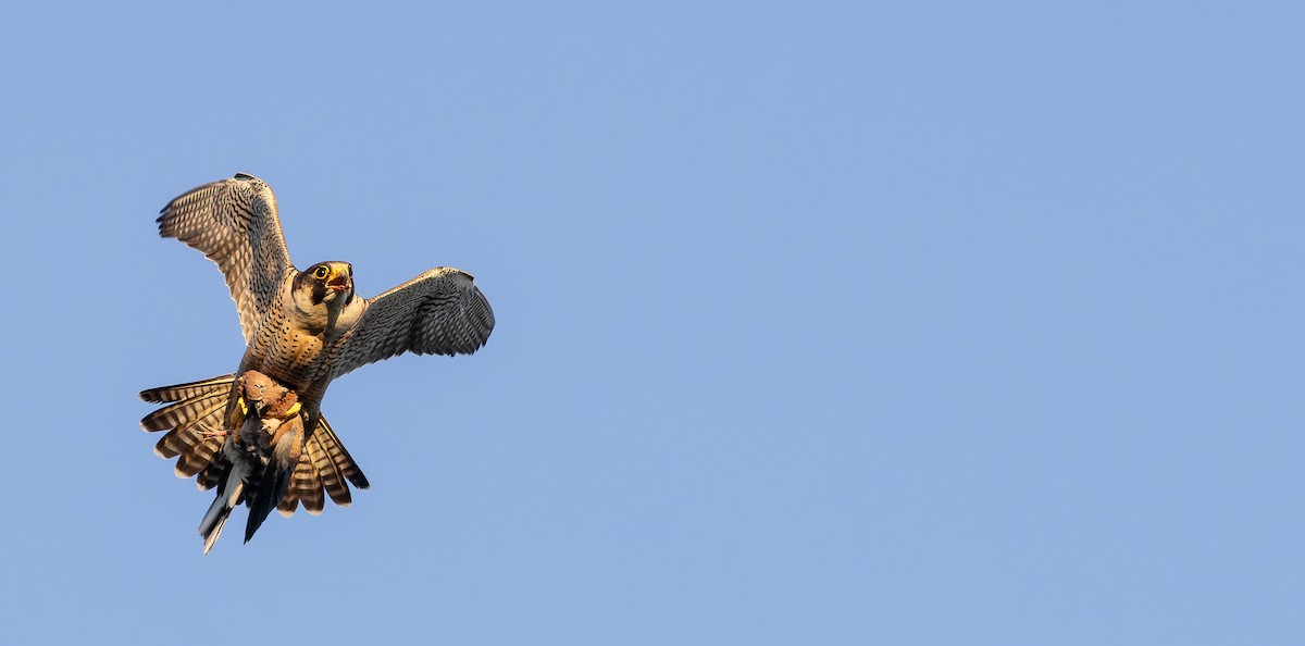 Peregrine Falcon (Barbary) - ML617463695