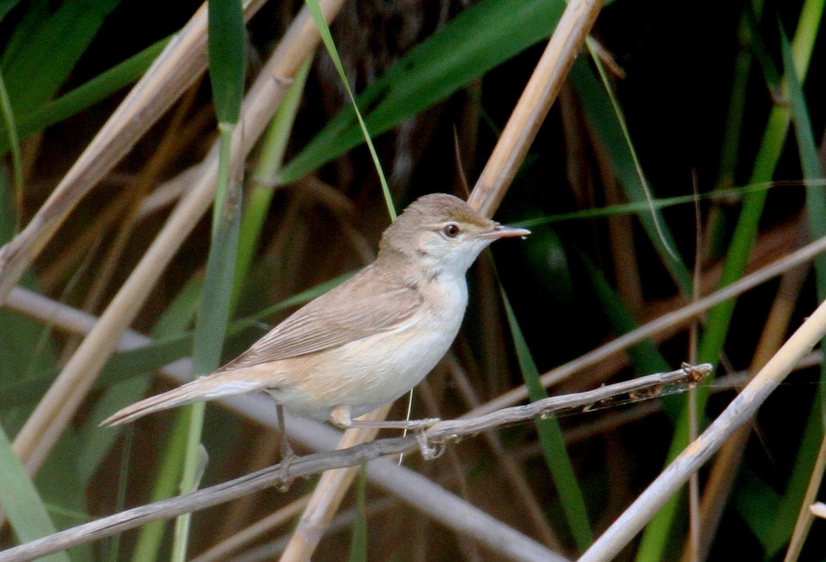 Common Reed Warbler - ML617463696