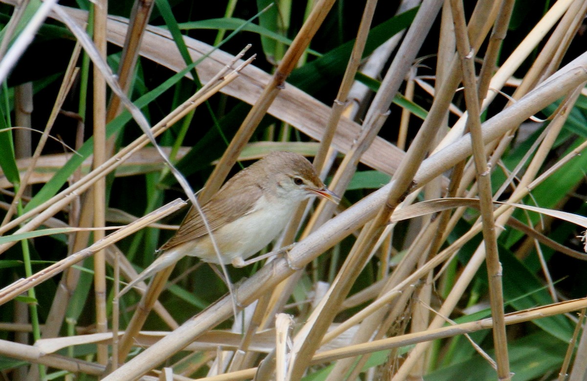 Common Reed Warbler - ML617463697