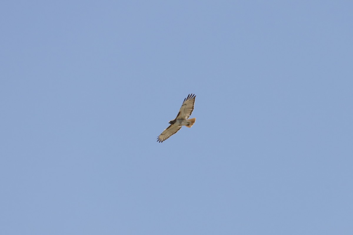 Red-tailed Hawk - ML617463703