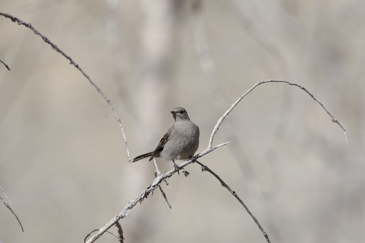 Townsend's Solitaire - ML617463708