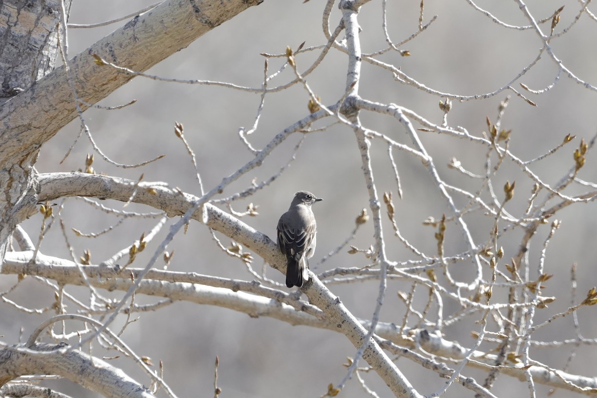 Townsend's Solitaire - Aiden Kenefick