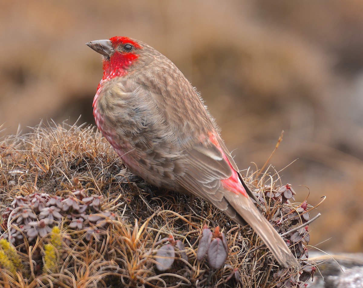 Red-fronted Rosefinch - Sudip Simha