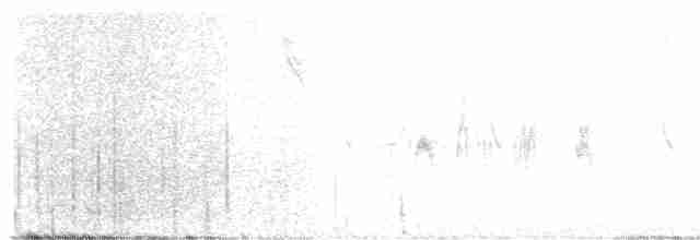 Güneyli Fare Rengi Tiranulet - ML617463801
