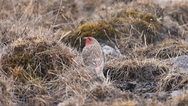 Red-fronted Rosefinch - ML617463802