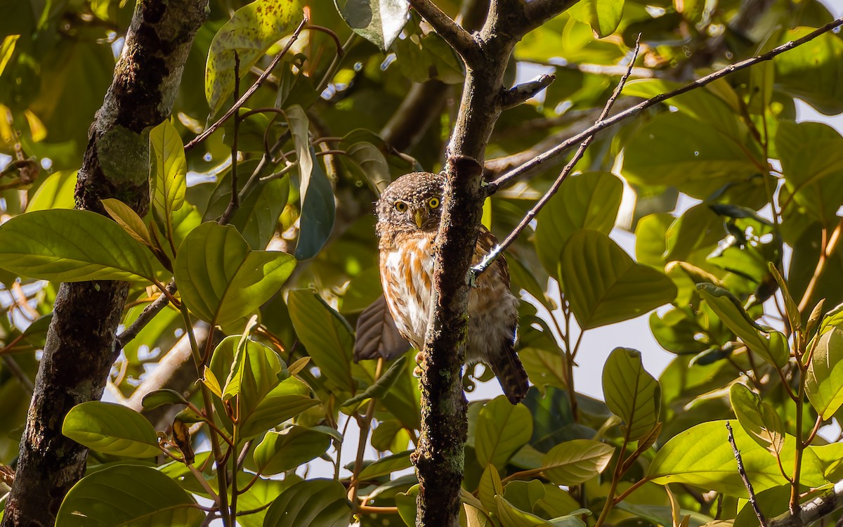 Collared Owlet - ML617463893