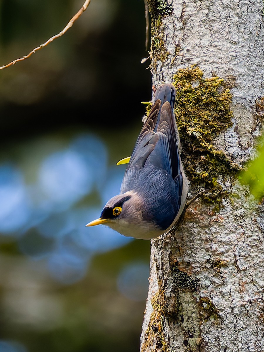 Yellow-billed Nuthatch - Peter Kennerley