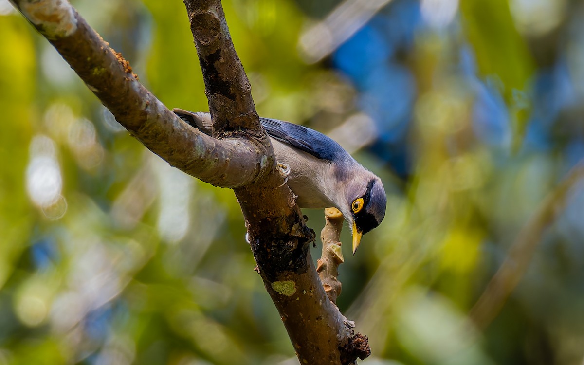 Yellow-billed Nuthatch - Peter Kennerley