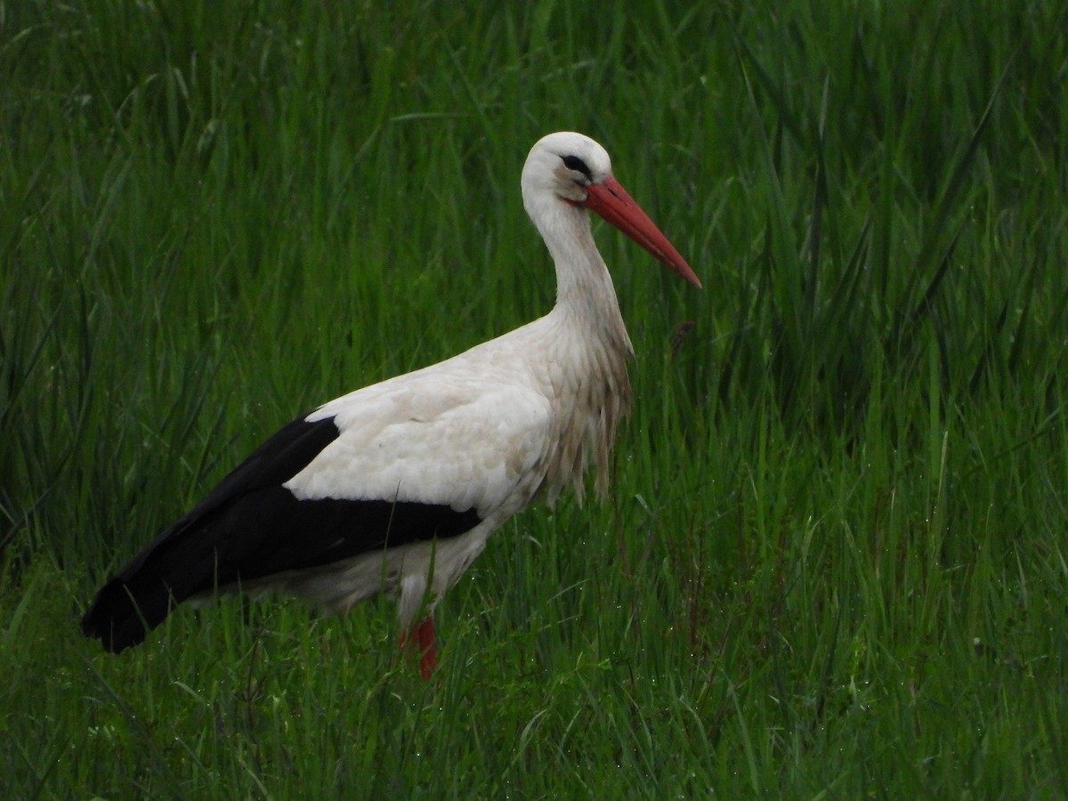 White Stork - Jan Förderer