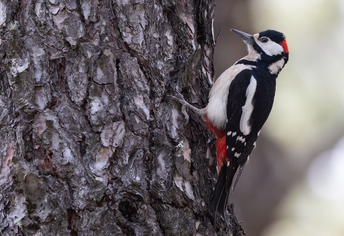 Great Spotted Woodpecker (Canarian) - ML617464079