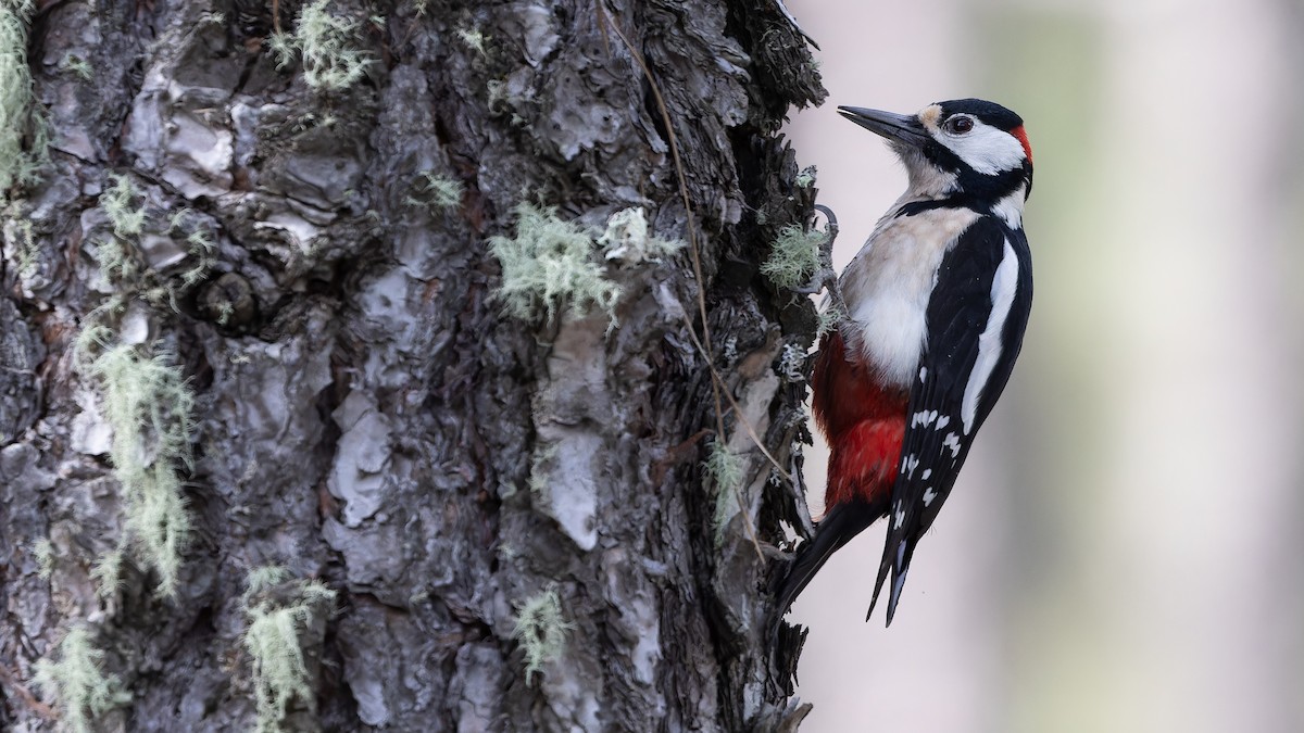 Great Spotted Woodpecker (Canarian) - ML617464080