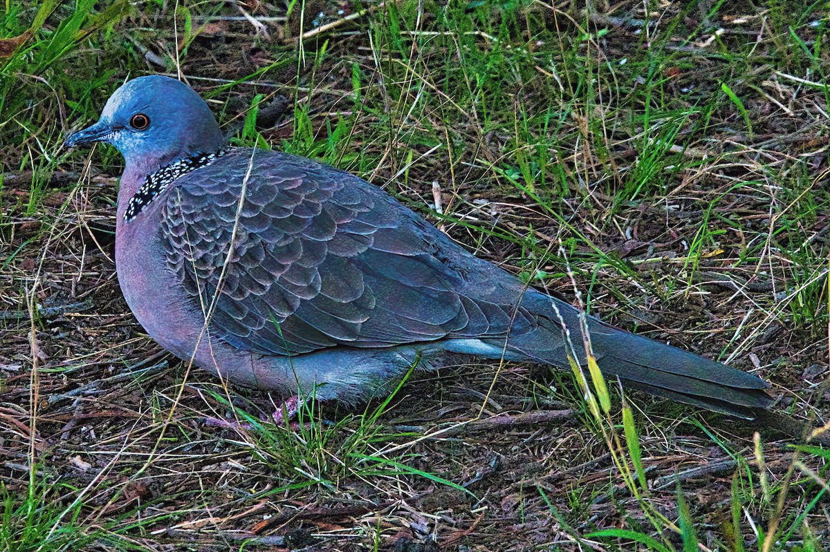 Spotted Dove (Eastern) - Alfons  Lawen