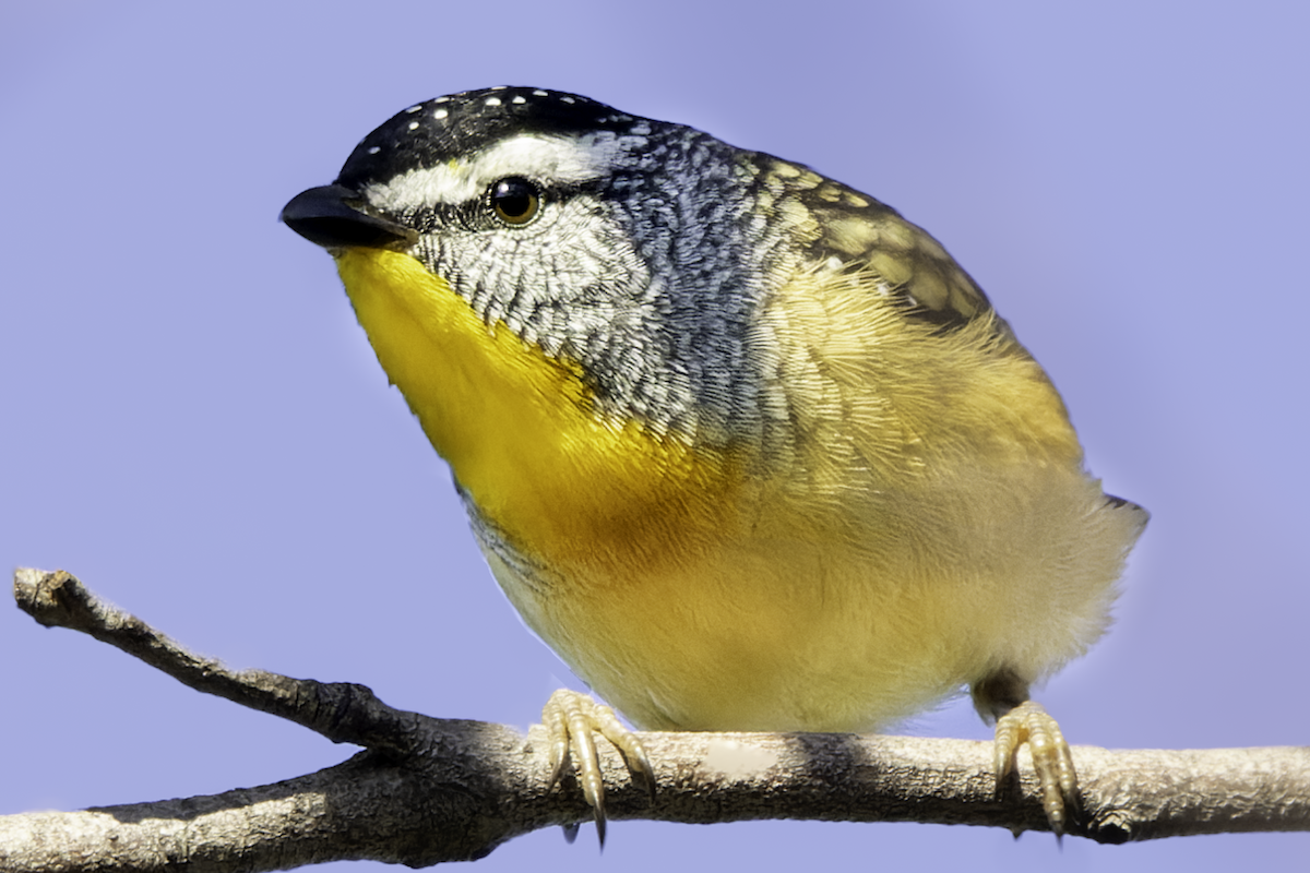 Spotted Pardalote - ML617464222