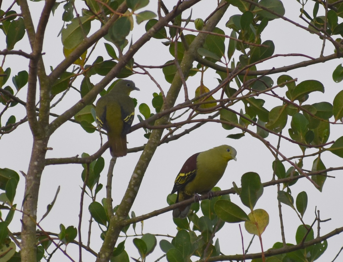 Gray-fronted Green-Pigeon - ML617464321