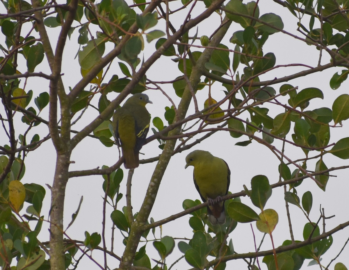 Gray-fronted Green-Pigeon - ML617464326