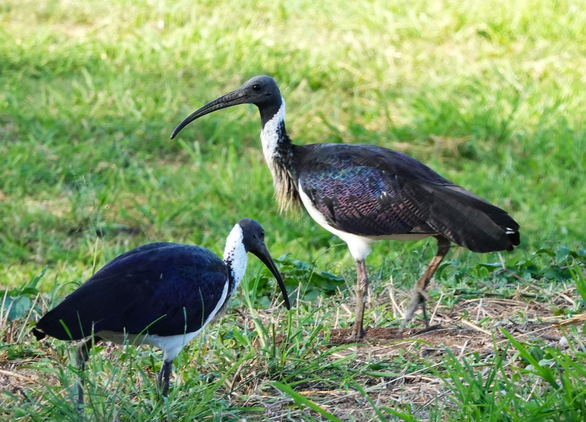 ibis slámokrký - ML617464356