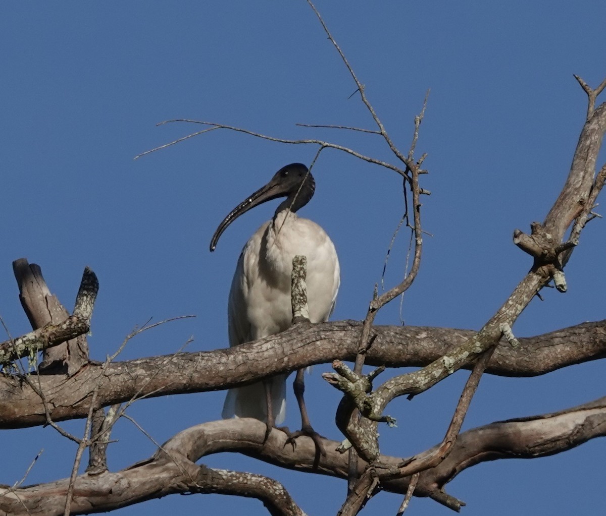 ibis australský - ML617464360