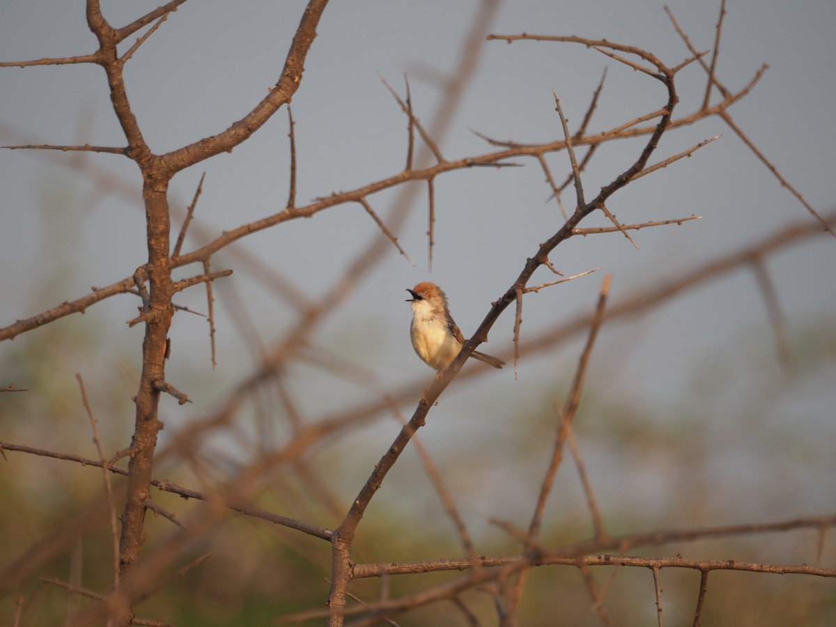 Red-fronted Prinia - ML617464420