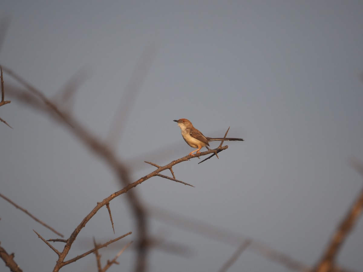Red-fronted Prinia - ML617464421