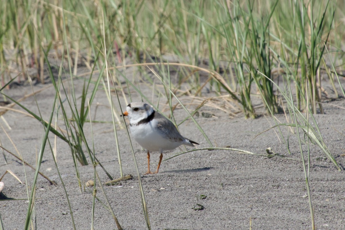 Piping Plover - - KFR -