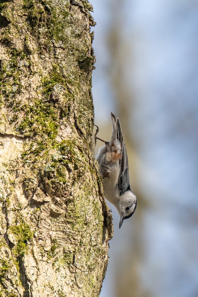 White-breasted Nuthatch - ML617464463
