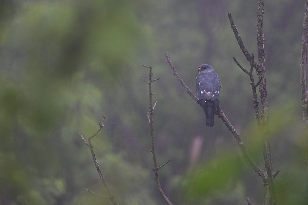 Chinese Sparrowhawk - ML617464471