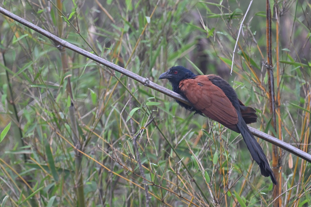 Greater Coucal (Greater) - ML617464505