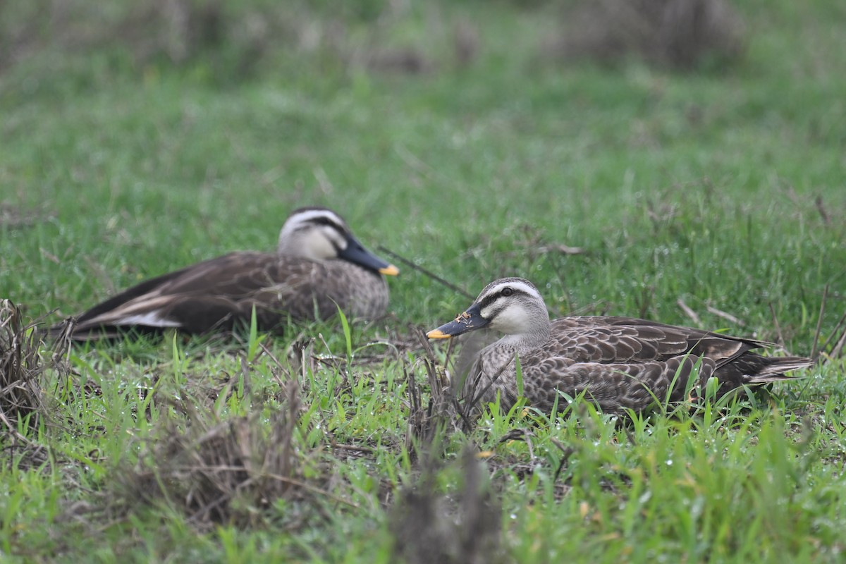 Eastern Spot-billed Duck - Ting-Wei (廷維) HUNG (洪)