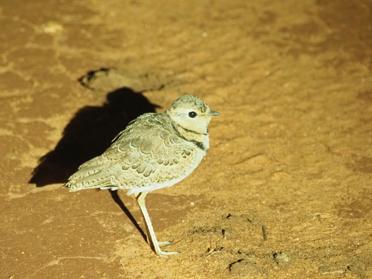 Double-banded Courser - ML617464551