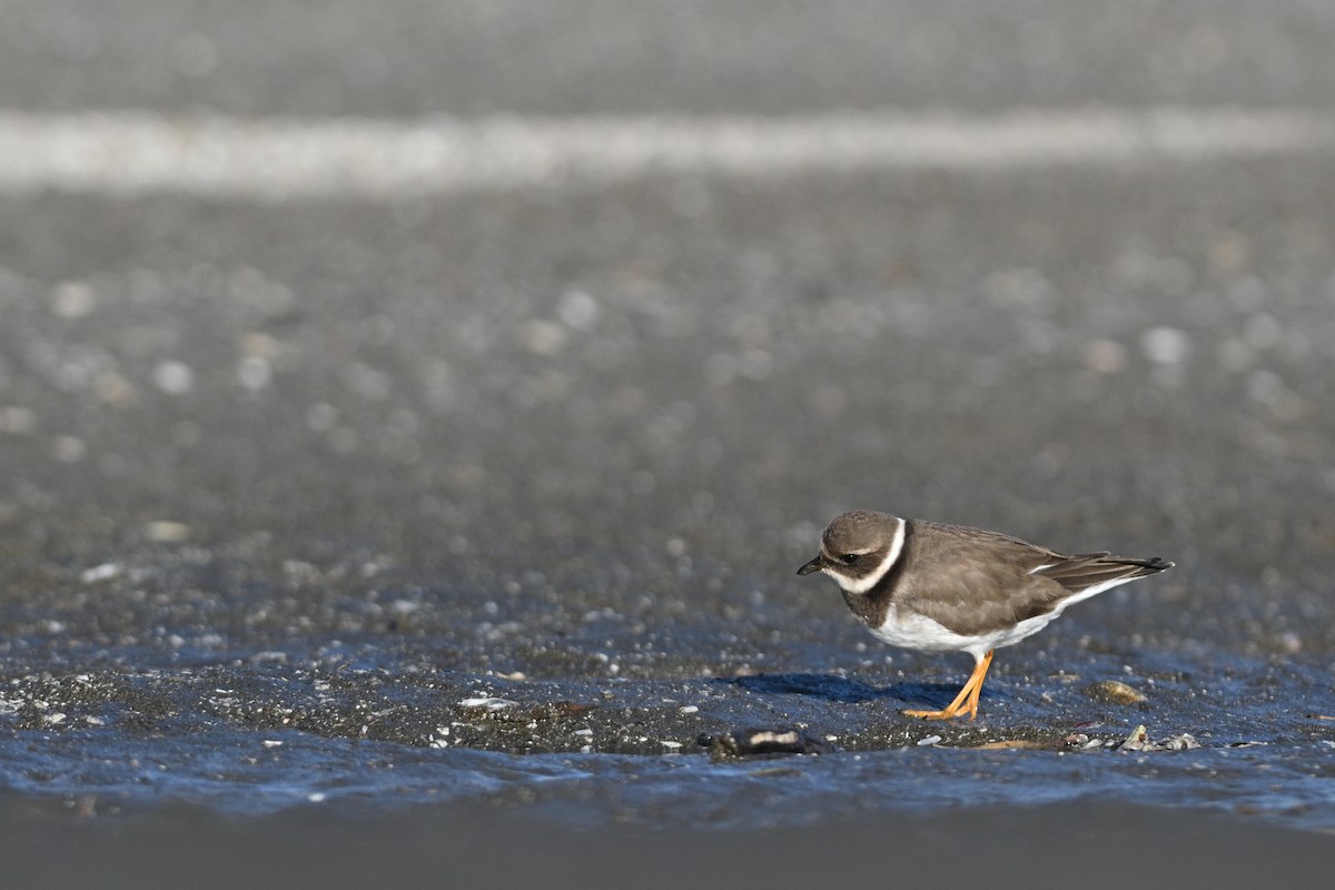 Common Ringed Plover - ML617464709