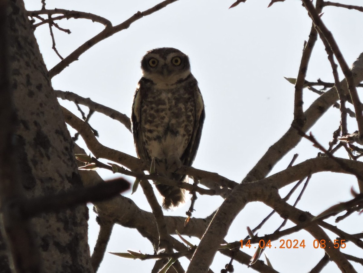 Spotted Owlet - Satish Tapaswi